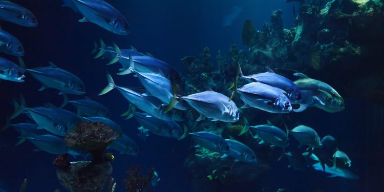 animal, aquarium, aquatic