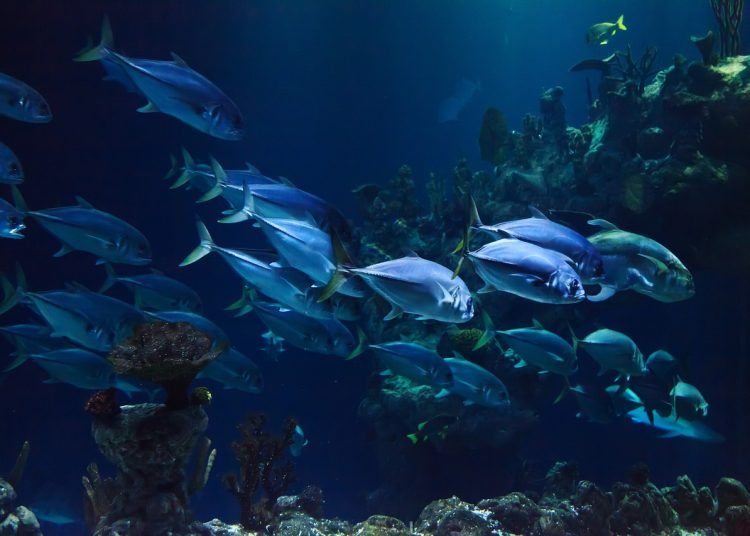 animal, aquarium, aquatic