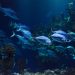 animal, aquarium, aquatic