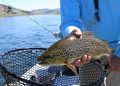 fish, fishing, trout