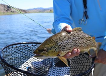 fish, fishing, trout