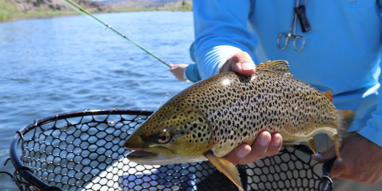 fish, fishing, trout