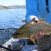 fish, fishing, trout