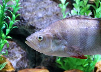 perch, fish, perca