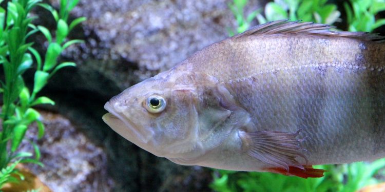 perch, fish, perca