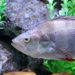 perch, fish, perca