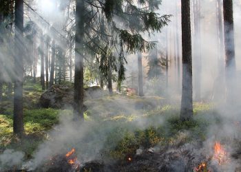 the ugly swamp, nature reserve, burning
