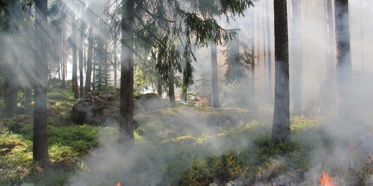 the ugly swamp, nature reserve, burning