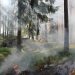the ugly swamp, nature reserve, burning