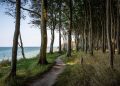 sea, beach, trees