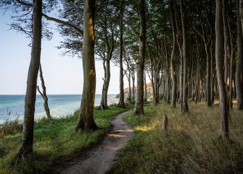 sea, beach, trees