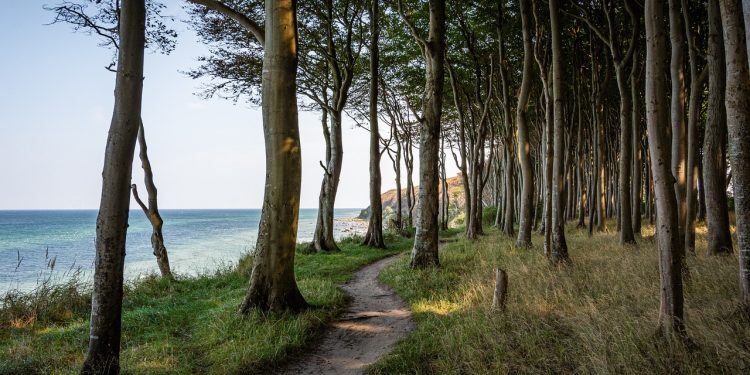 sea, beach, trees