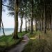 sea, beach, trees