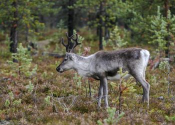 deer, antler, animal