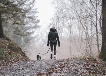 nature, hike, animal