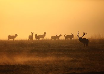 elk, wildlife, bull