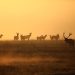 elk, wildlife, bull