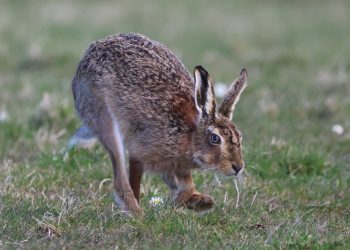 animal, hare, mammal