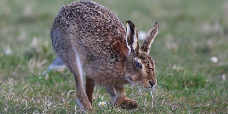 animal, hare, mammal