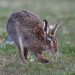 animal, hare, mammal