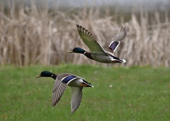 ducks, mallards, birds
