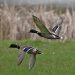 ducks, mallards, birds