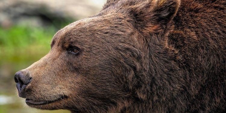 brown bear, grizzly bear, bear