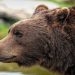 brown bear, grizzly bear, bear