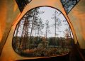 Forest View Inside a Yellow Tent