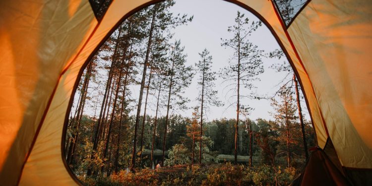 Forest View Inside a Yellow Tent